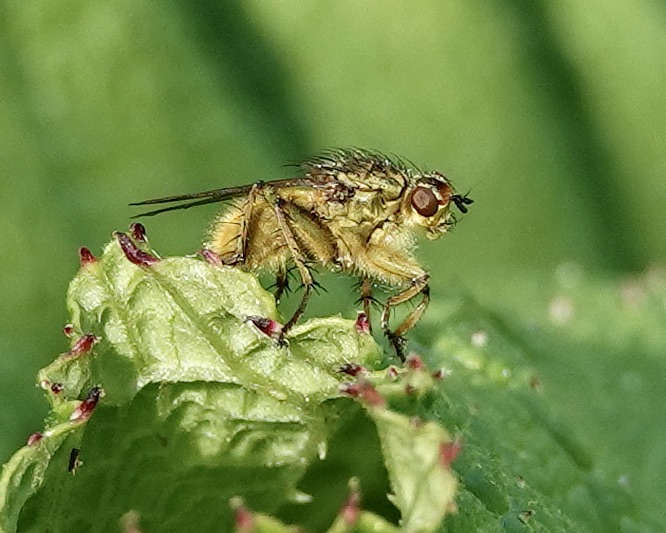 robber fly